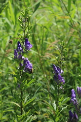 Aconitum sachalinense