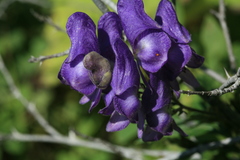 Aconitum sachalinense