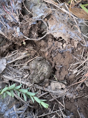 iNaturalist observation photo of Western Toad