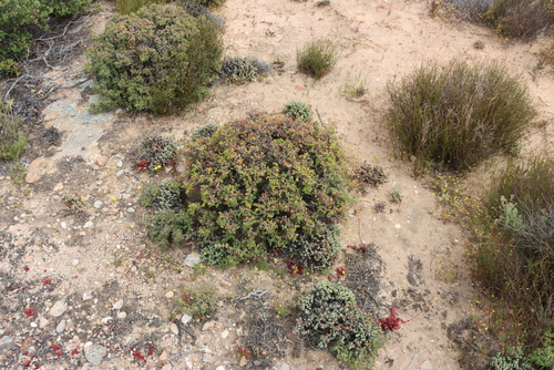 Cauliflower Storksbill (Pelargonium alternans)