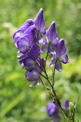 Aconitum sachalinense