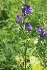 Aconitum sachalinense