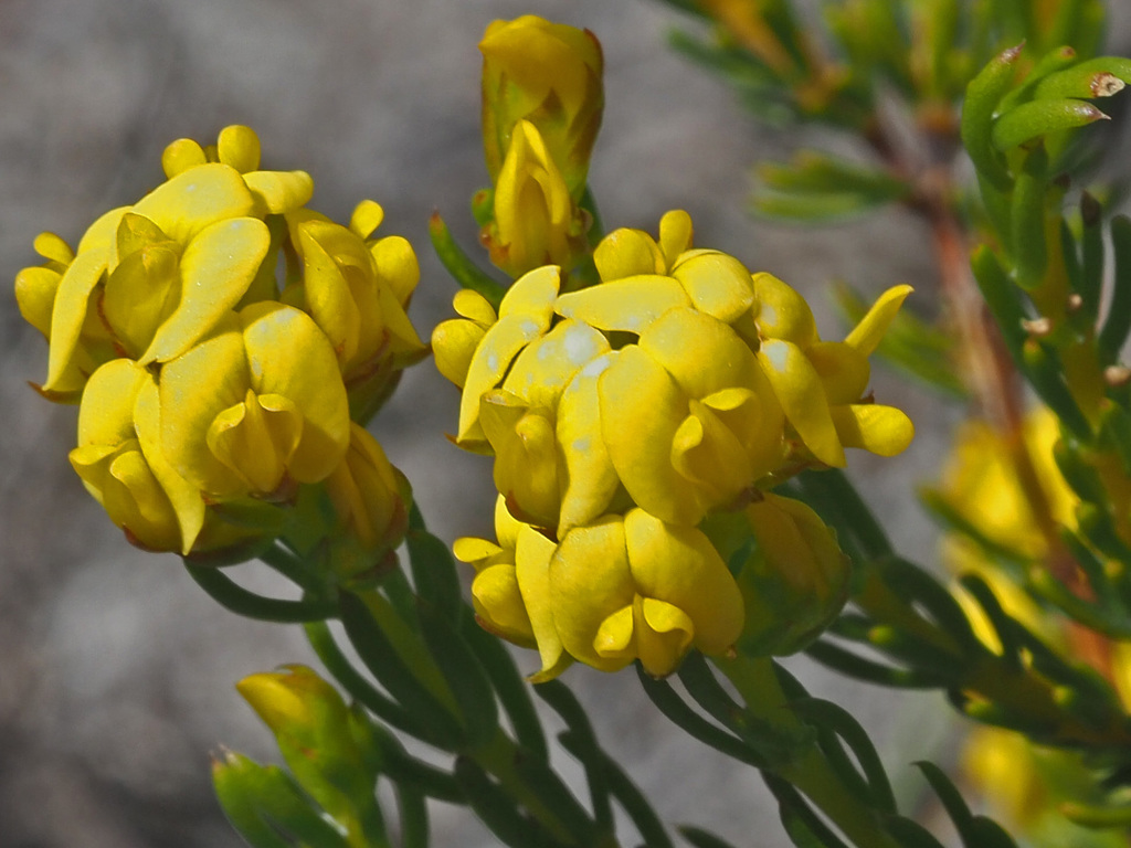 Honeybush Capegorse