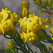 Honeybush Capegorse - Photo (c) Felix Riegel, some rights reserved (CC BY-NC), uploaded by Felix Riegel