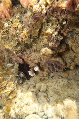 Sycozoa cerebriformis