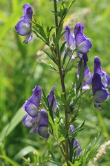 Aconitum sachalinense