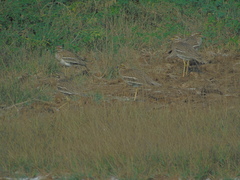 Burhinus indicus
