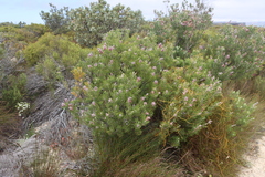 Paranomus bracteolaris, photograph (c) Tony Rebelo, some rights reserved (CC BY-SA)