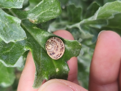 Cornu aspersum