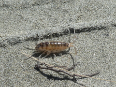 Bellorchestia quoyana