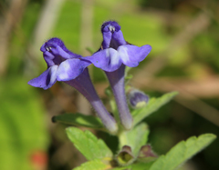 Scutellaria strigillosa