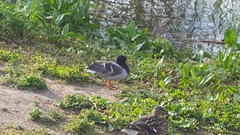 Anas platyrhynchos