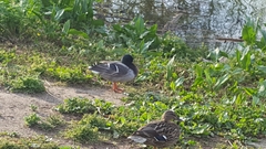 Anas platyrhynchos