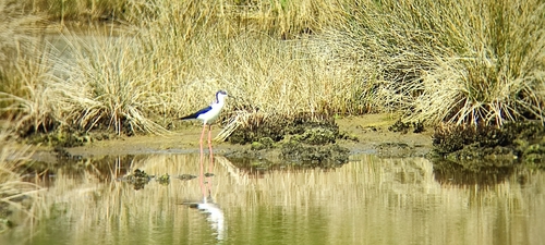 iNaturalist: (c) Anonimous Pug, some rights reserved (CC BY-NC), uploaded by Anonimous Pug iNaturalist image