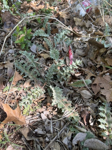 wavyleaf thistle (Cirsium undulatum)