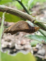 Papilio demoleus