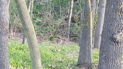 Oryctolagus cuniculus