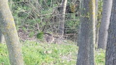 Oryctolagus cuniculus