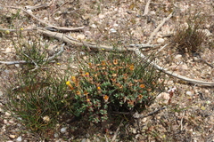 Lampranthus glaucus