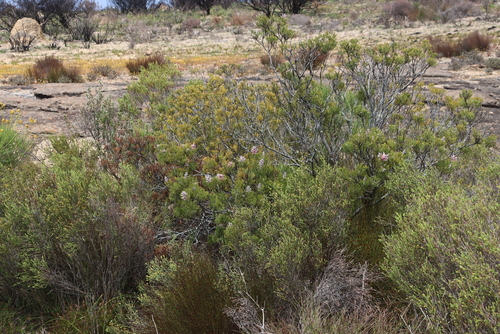 Paranomus bracteolaris