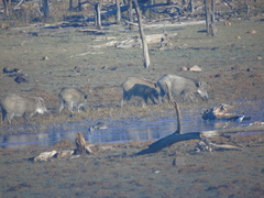 Sus scrofa cristatus