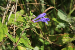 Scutellaria strigillosa