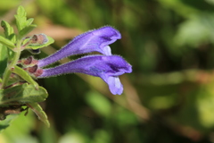 Scutellaria strigillosa