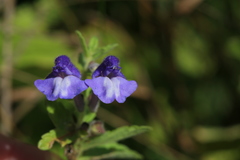 Scutellaria strigillosa