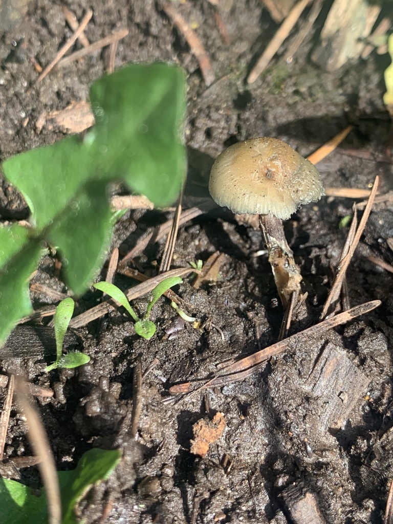 Psilocybe ovoideocystidiata