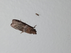 Calguia defiguralis