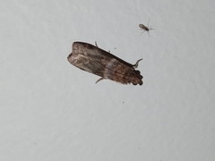 Calguia defiguralis