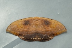 Callidrepana pulcherrima