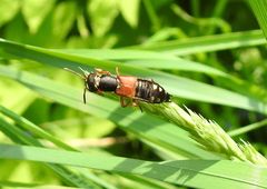 Staphylinus erythropterus