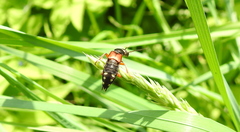 Staphylinus erythropterus