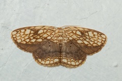 Drapetodes nummularia