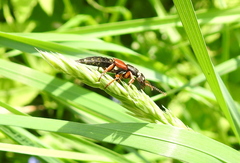 Staphylinus erythropterus