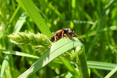 Staphylinus erythropterus