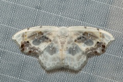 Leucoblepsis renifera