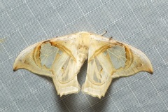 Macrauzata melanapex