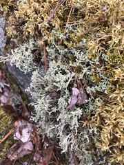 Cladonia turgida