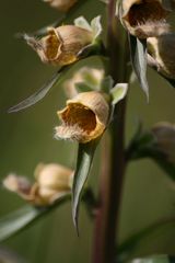Digitalis ferruginea