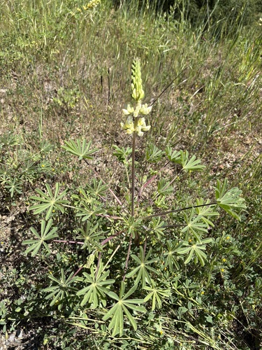 iNaturalist observation photo of chick lupine