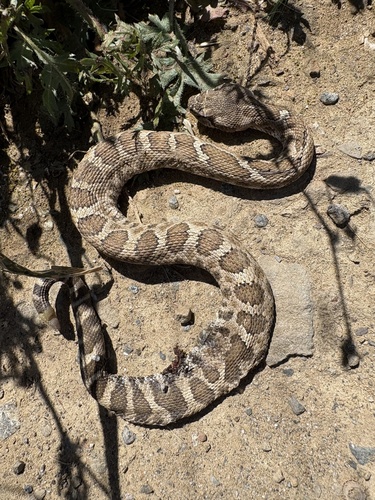 iNaturalist observation photo of Northern Pacific Rattlesnake