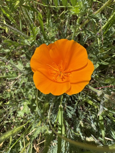 iNaturalist observation photo of California poppy