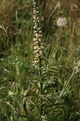 Digitalis ferruginea