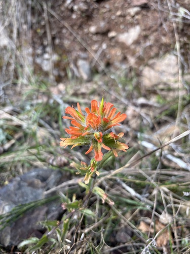 harsh paintbrush (Castilleja hispida)