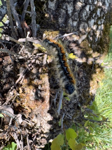 iNaturalist observation photo of Pacific Tent Caterpillar