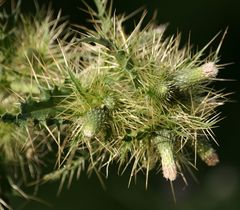 Cirsium candelabrum