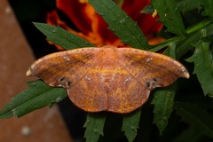 Oreta carnea