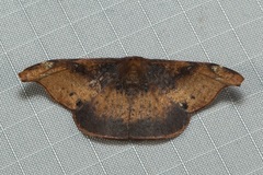Oreta carnea